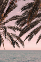 Palm_011 Poster och Canvastavla