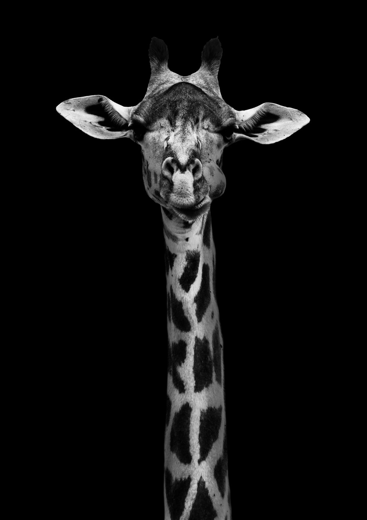 Giraffe Portrait Poster och Canvastavla