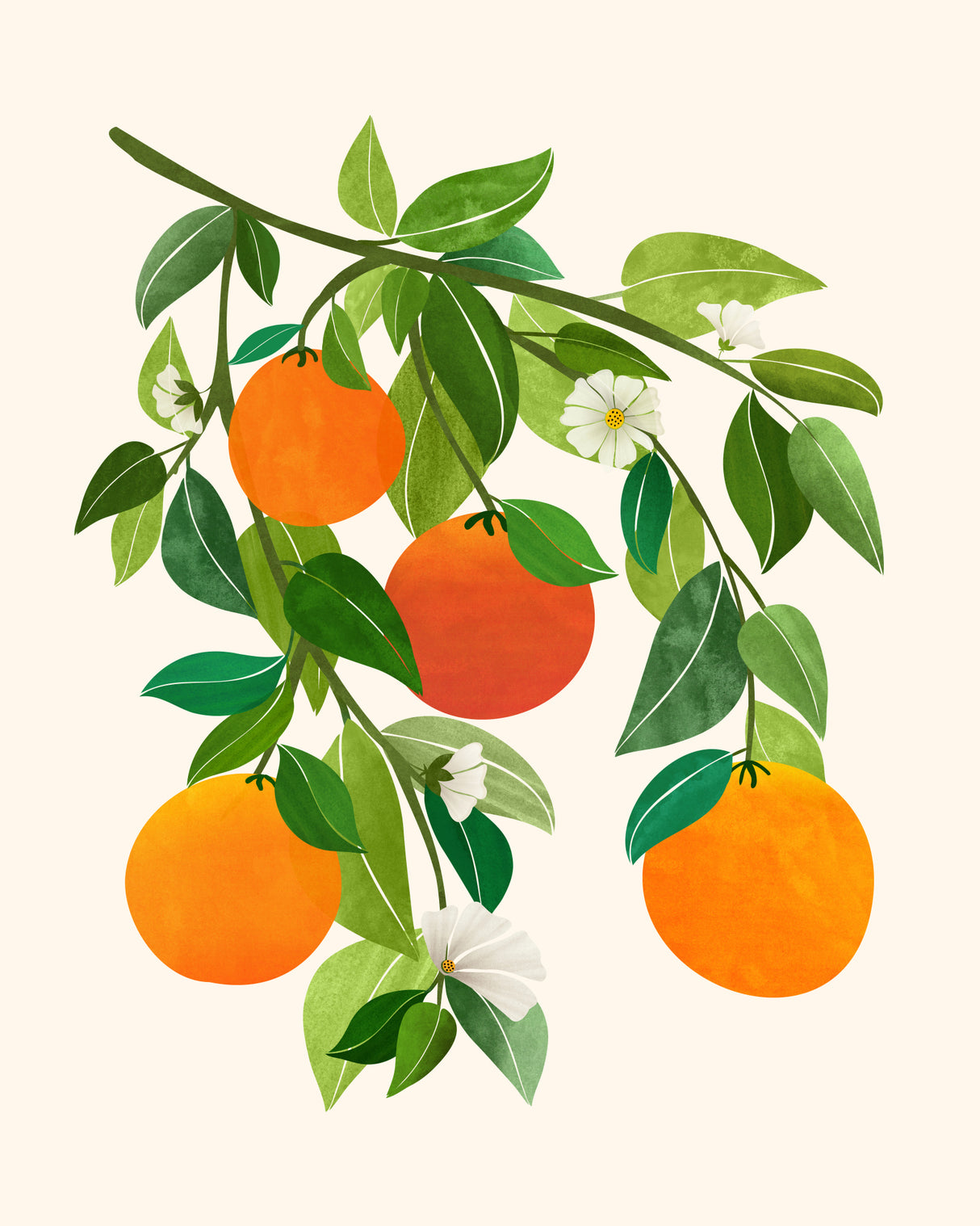 Oranges and Blossoms Ii Poster och Canvastavla