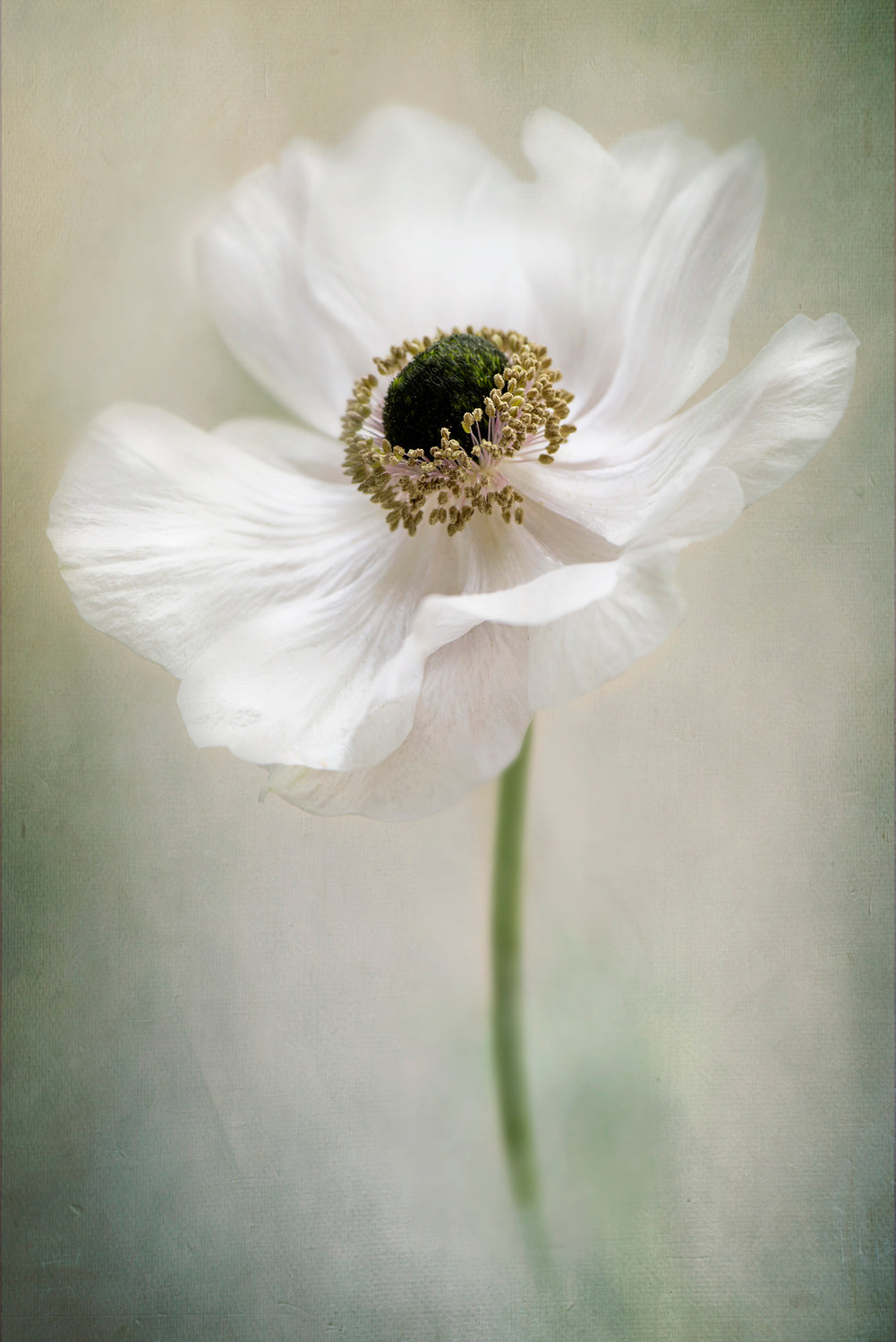 Single White Poster och Canvastavla