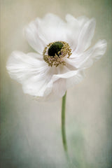 Single White Poster och Canvastavla
