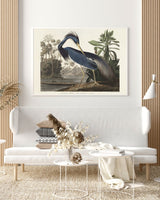 Louisiana Heron From Birds of America (1827) Poster och Canvastavla