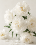 White Peonies I Poster