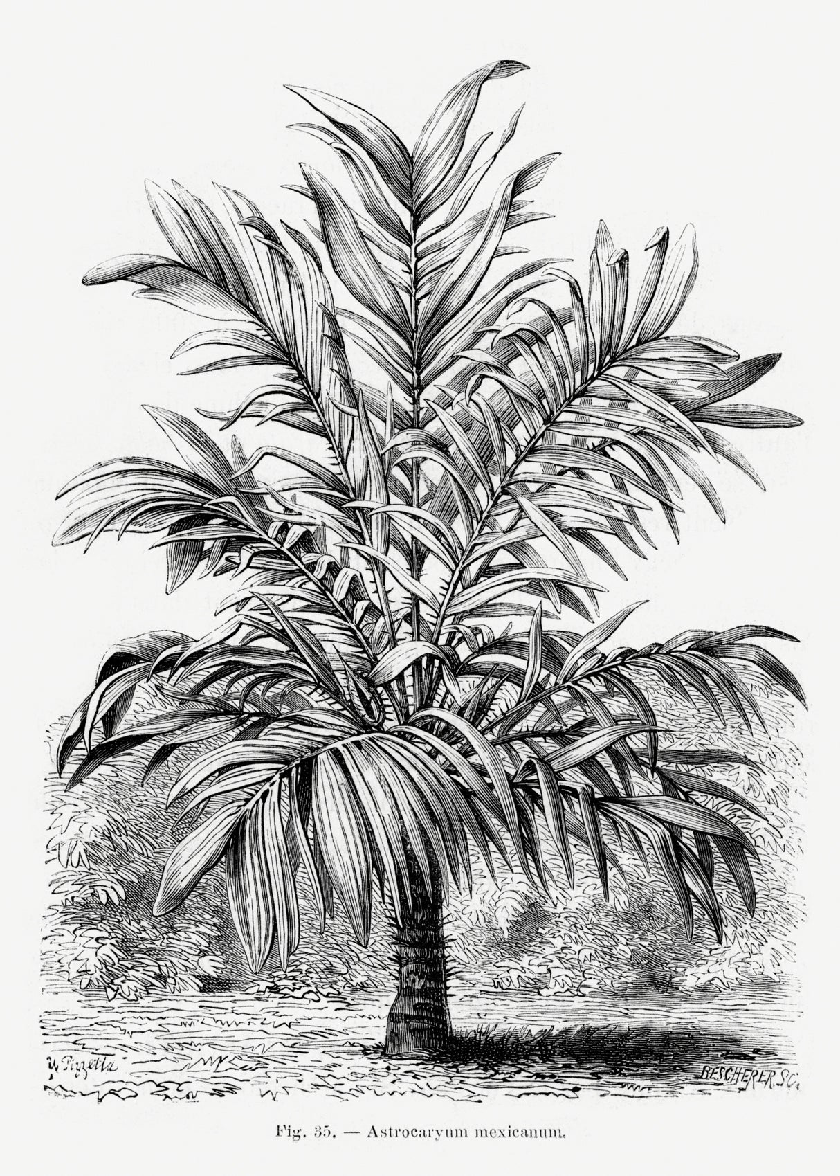 Vintage Palm Tree Drawing Ix Poster och Canvastavla