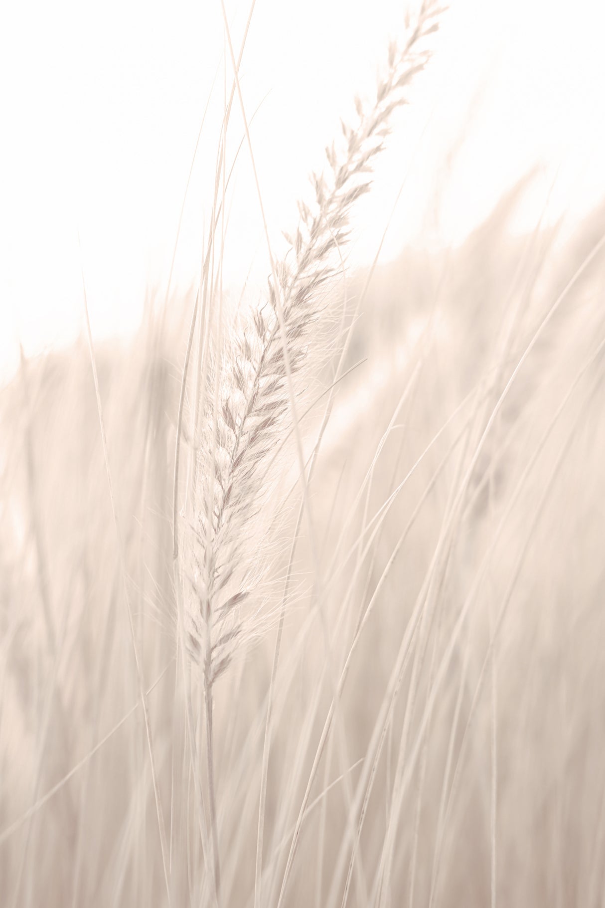 Grass_001 Poster och Canvastavla