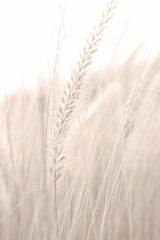 Grass_001 Poster och Canvastavla