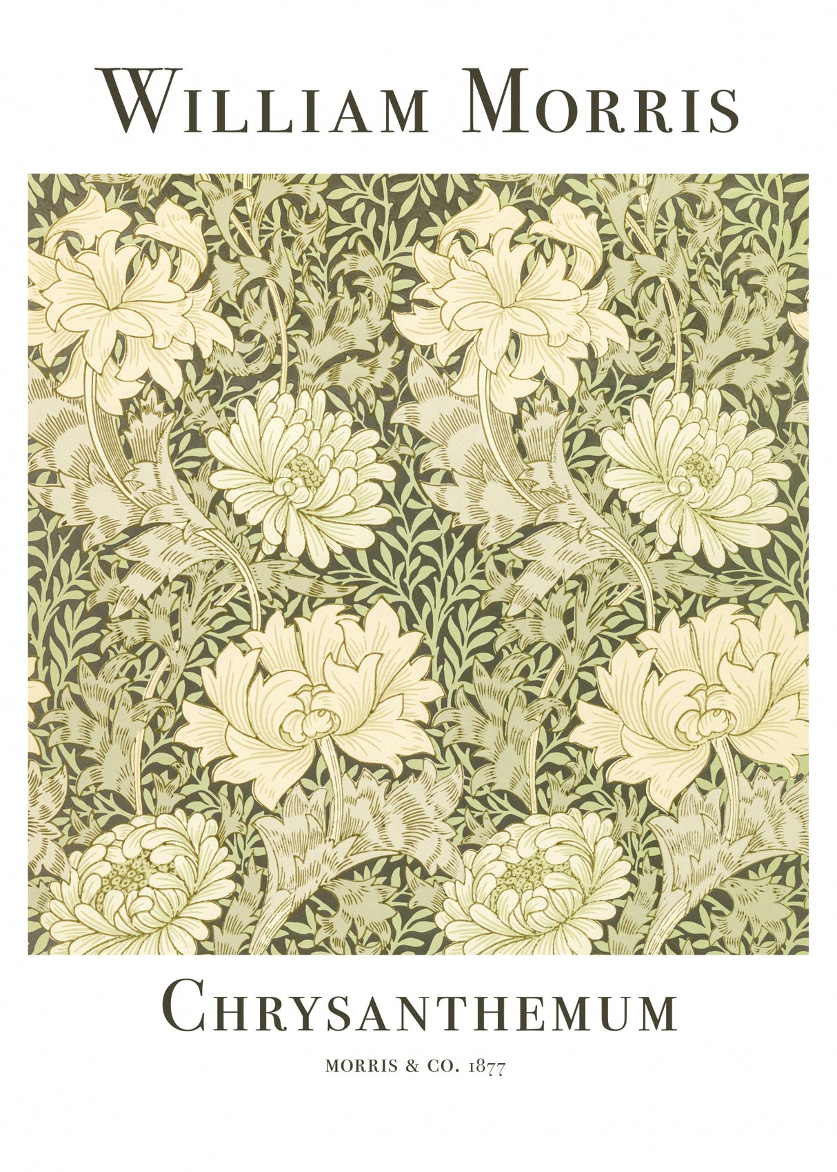 Chrysanthemum Poster och Canvastavla