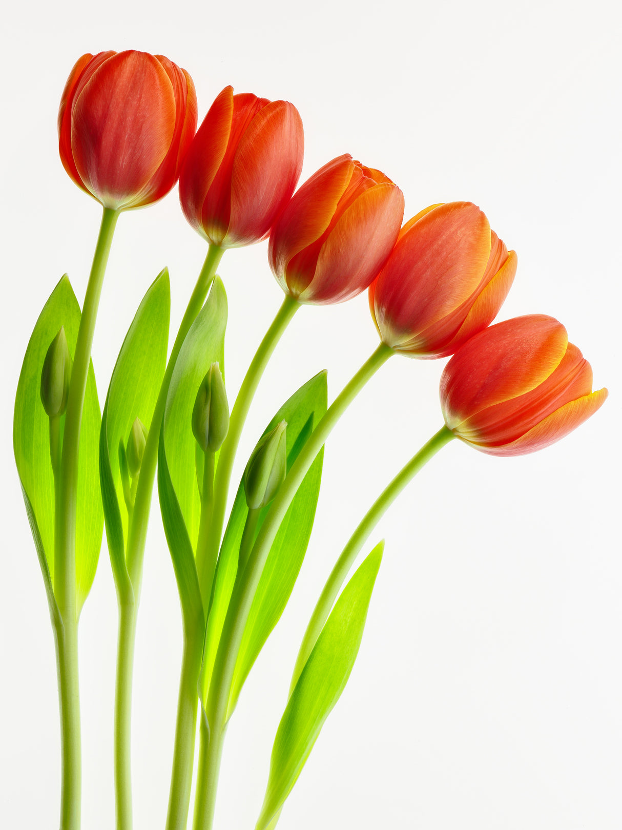 five tulips Poster och Canvastavla