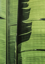 Tropical Dance Poster och Canvastavla