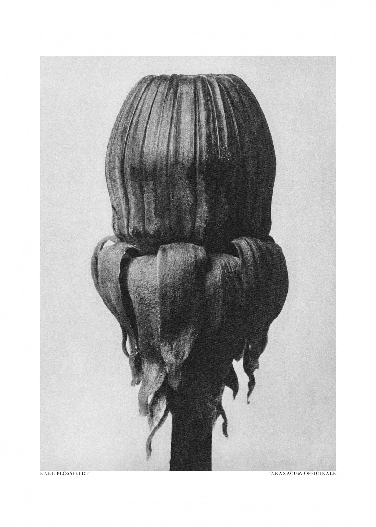 Taraxacum Officinale Poster och Canvastavla