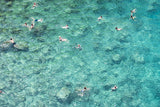 Swimming in the sea Poster och Canvastavla
