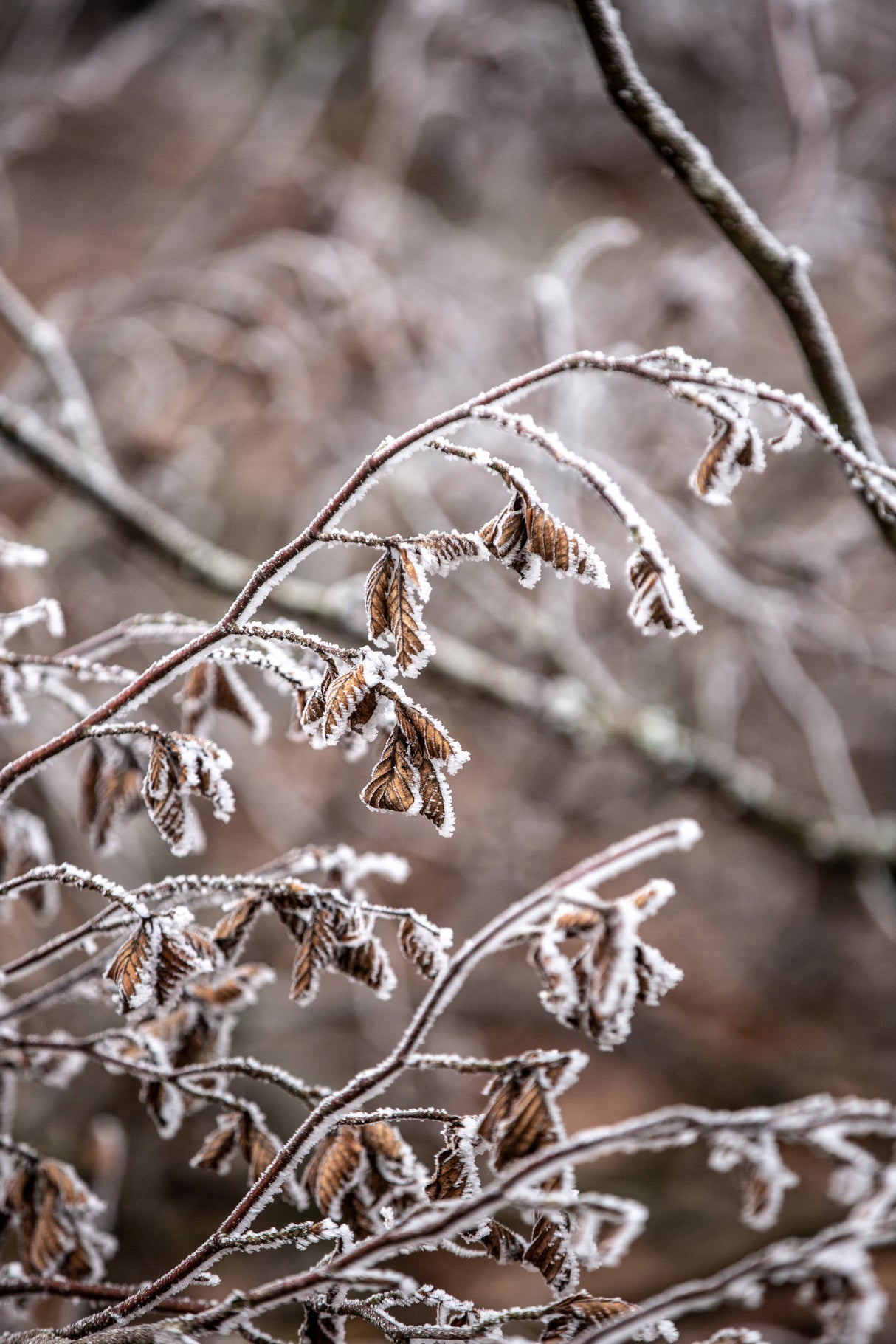 Winter Branches 18 Poster och Canvastavla