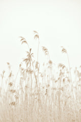 Winter reed Poster och Canvastavla