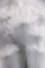 Blurred Flowers 6 Poster och Canvastavla