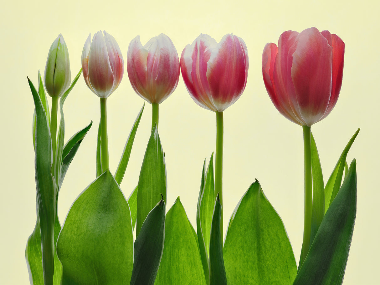 color growing Poster och Canvastavla