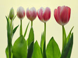 color growing Poster och Canvastavla
