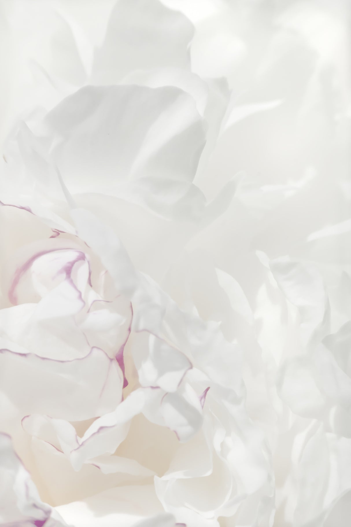 Peony 21 Poster och Canvastavla