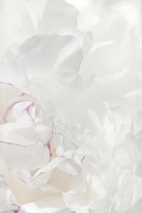 Peony 21 Poster och Canvastavla