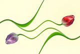 serpentines Poster och Canvastavla