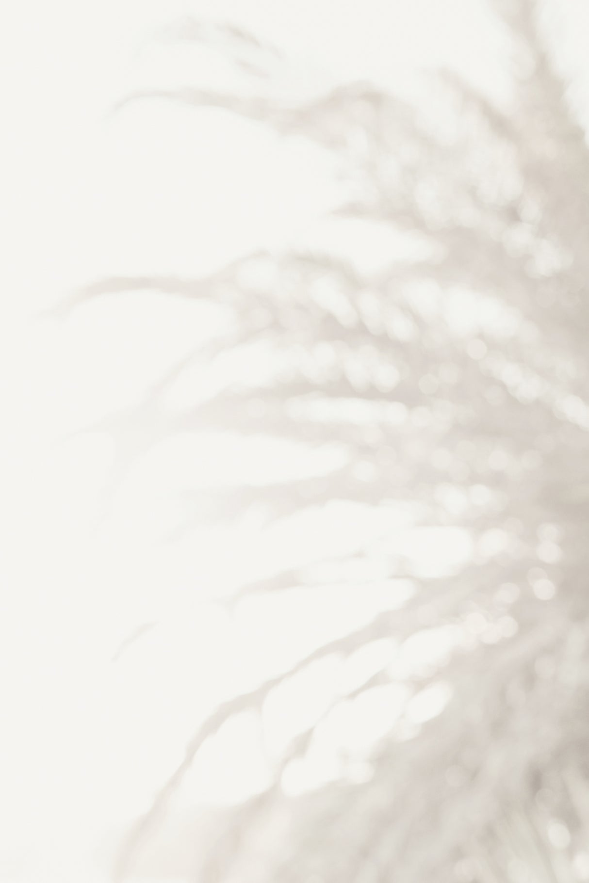 Palm_008 Poster och Canvastavla