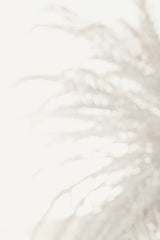 Palm_008 Poster och Canvastavla