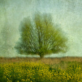 In the yellow field Poster och Canvastavla