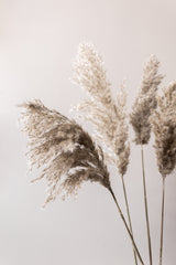Grass 24X Poster och Canvastavla