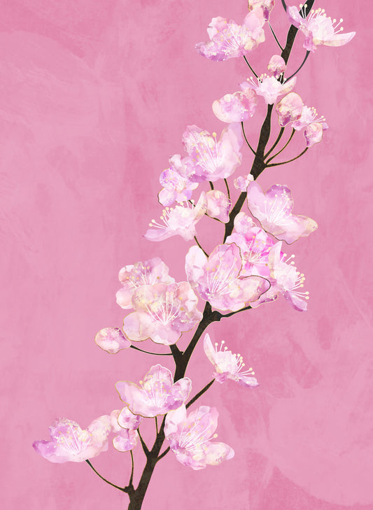 April Cherry Blossoms Poster och Canvastavla