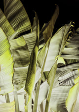 Traveller's Palm Poster och Canvastavla