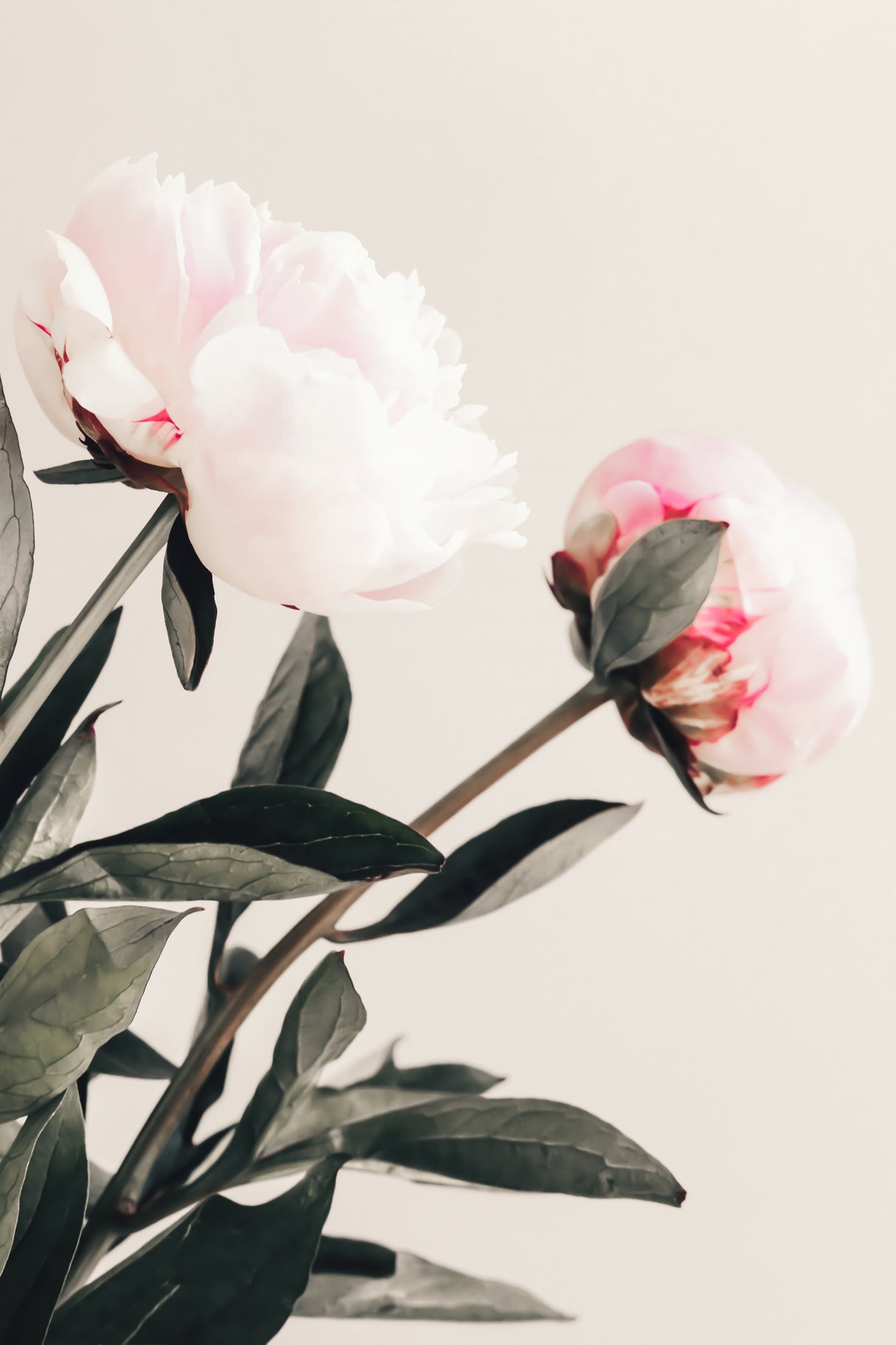 Peony 23 Poster och Canvastavla