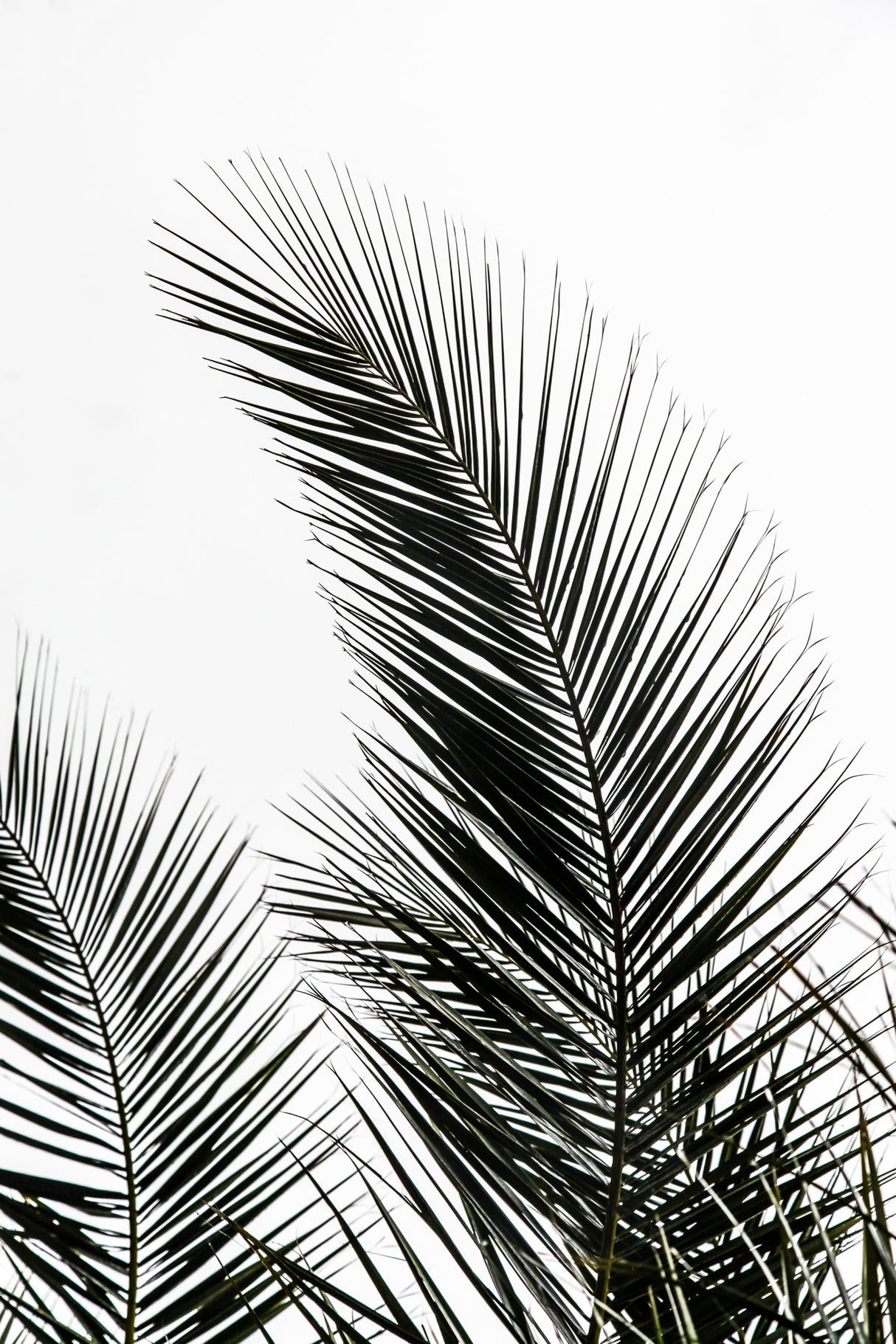 Palm Leaves 1 Poster och Canvastavla