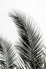 Palm Leaves 1 Poster och Canvastavla