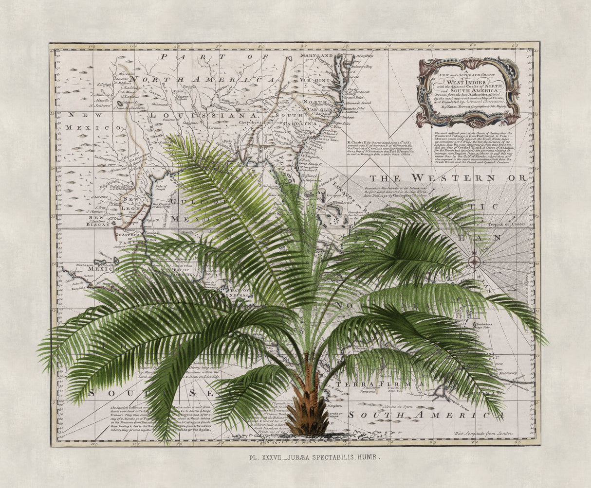 Tropical Empire No2 Poster och Canvastavla