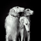 3 of a kind Poster och Canvastavla
