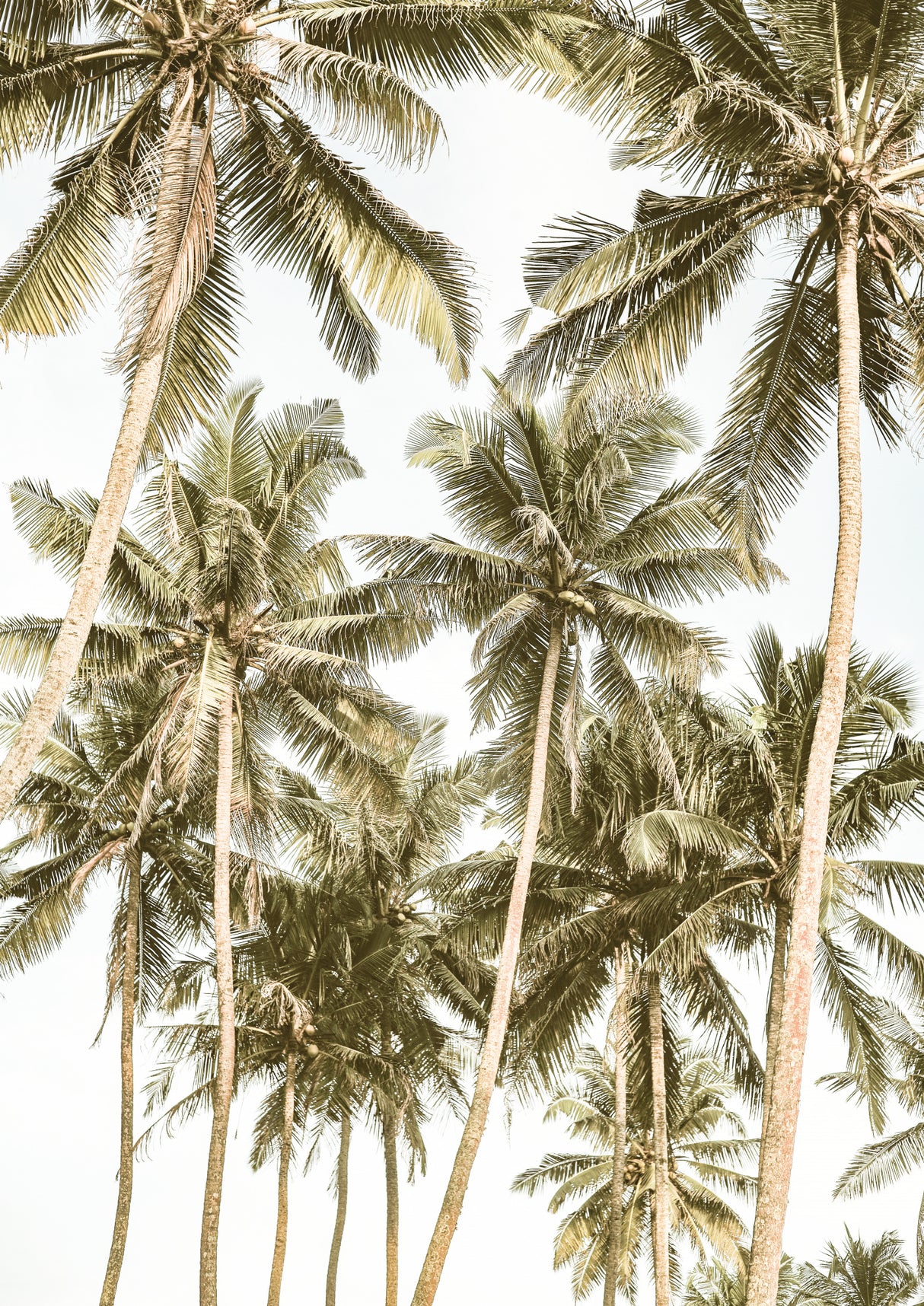 Island Bliss Poster och Canvastavla