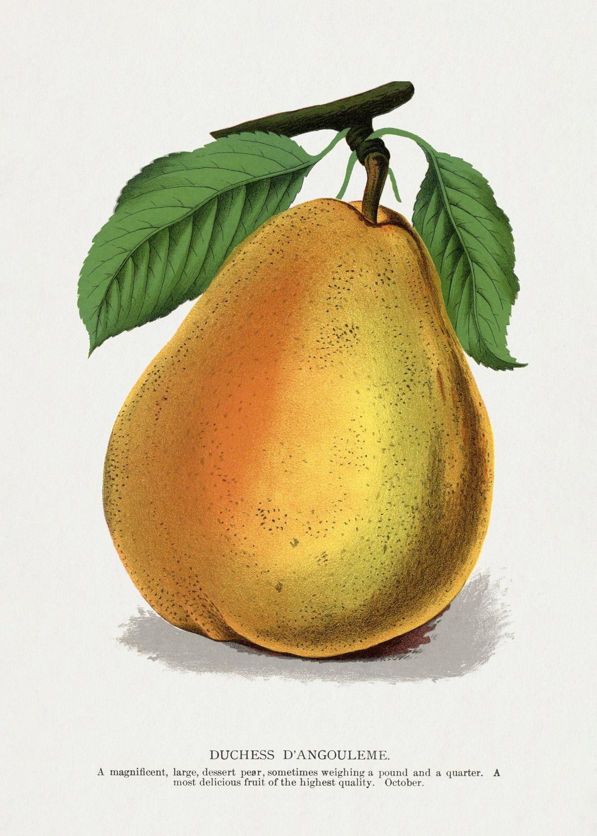 Duchess D'angouleme Pear Lithograph Poster och Canvastavla