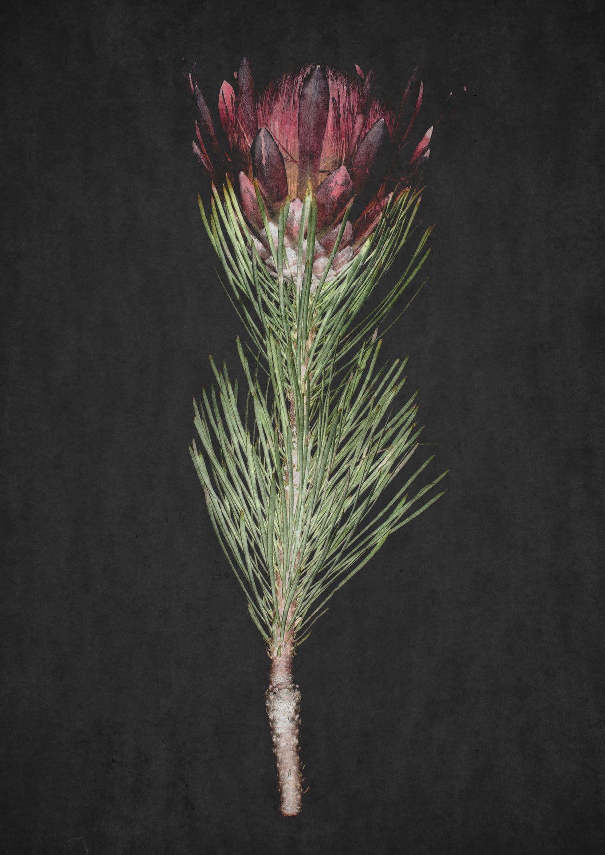 Protea Poster och Canvastavla