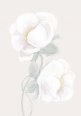 Lush Peony Poster och Canvastavla
