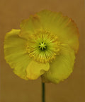All yellow Poster och Canvastavla