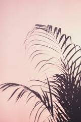 Palm Leaves_1 Poster och Canvastavla