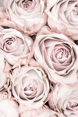 Pink Roses No 01 Poster och Canvastavla