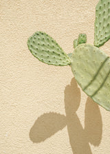 Cacti Shadowplay Poster och Canvastavla