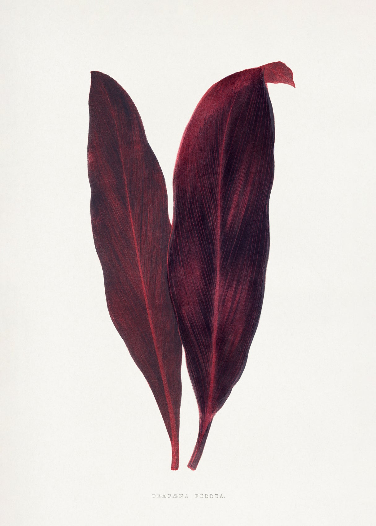 Pink Dracaena Ferrea Leaf Illustration Poster och Canvastavla
