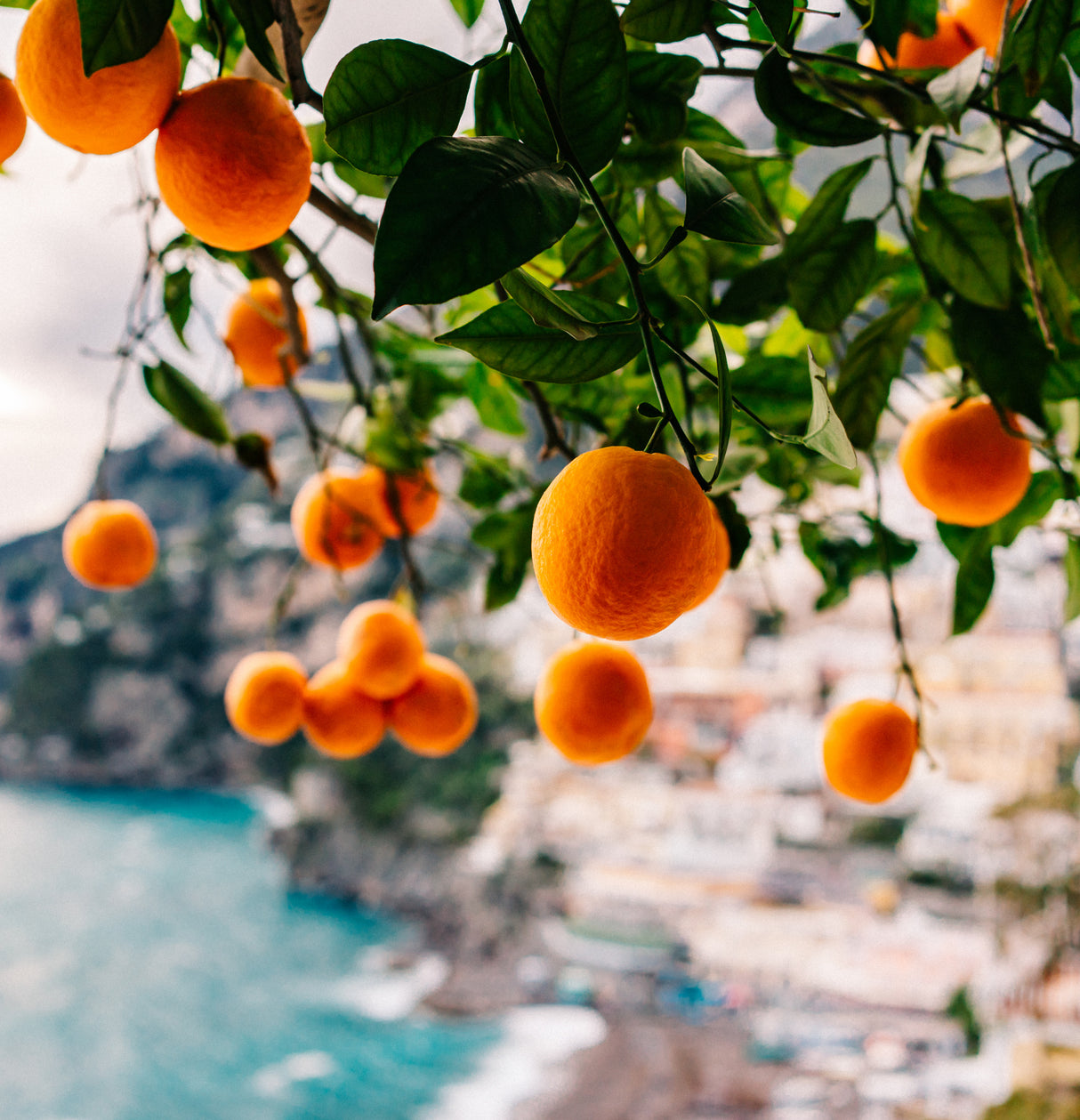 Amalfi Coast Oranges Poster och Canvastavla