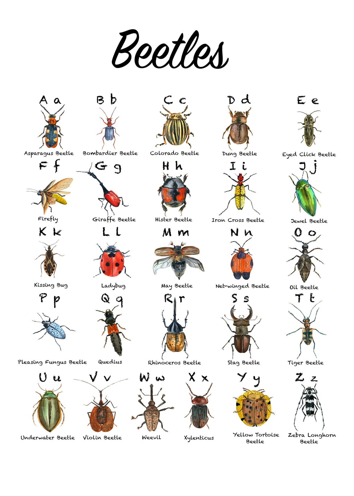 Beetles Alphabet