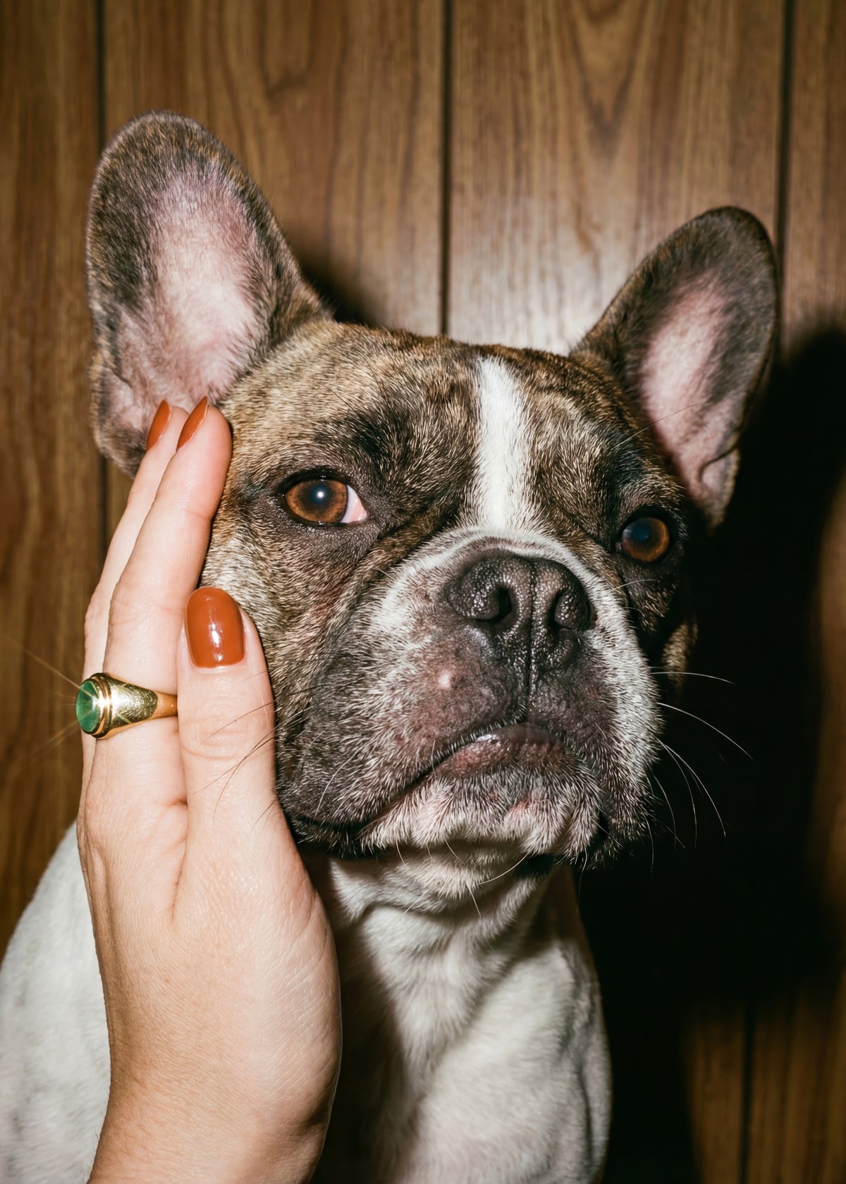 Beloved French Bulldog Poster