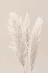 Pampas Grass_002 Poster och Canvastavla