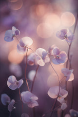 Tiny Aubrieta Poster och Canvastavla
