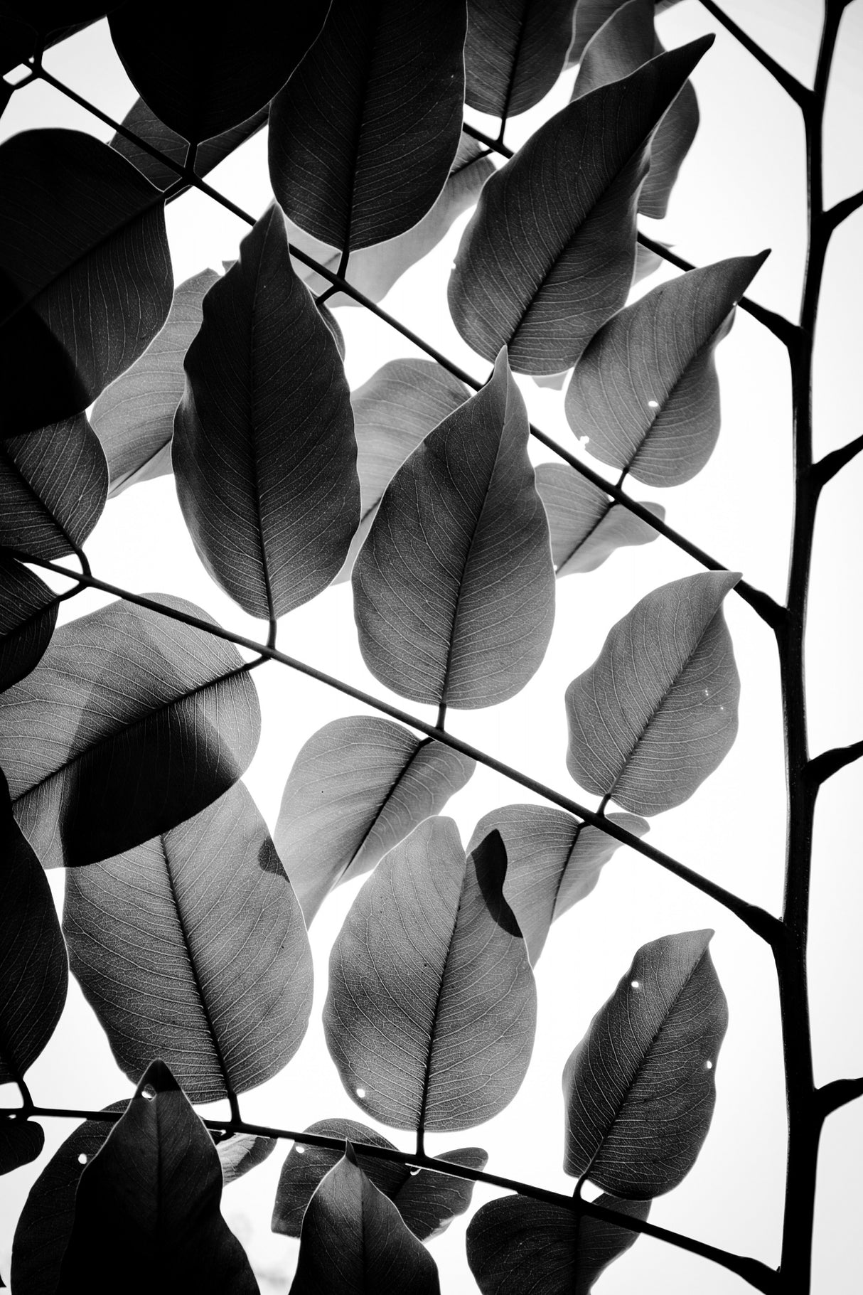 Branches and Leaves II Poster och Canvastavla