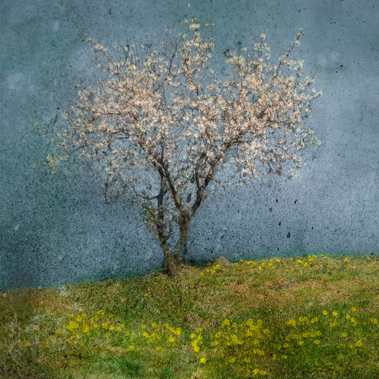 Almond tree Poster och Canvastavla
